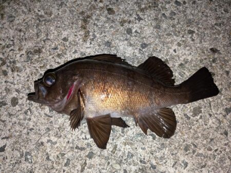 カレイ狙いでチヌ